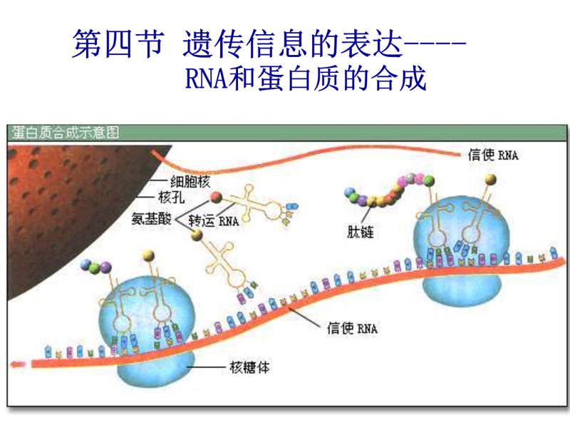 基因工程技术:一场改变未来的革命