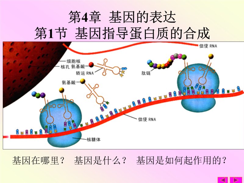蛋白质表达